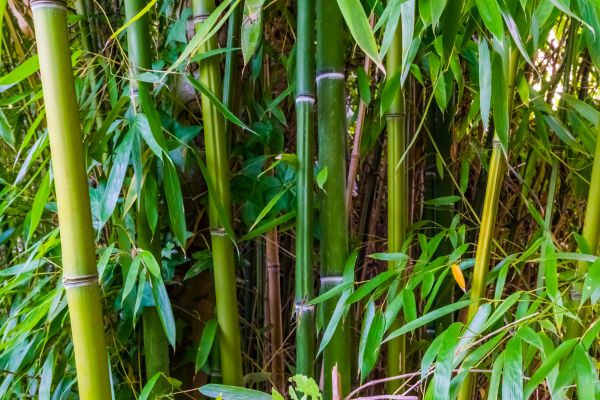 Bamboo Trimming in Sun City West