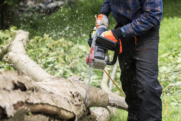 Branch Removal Service in Sun City West