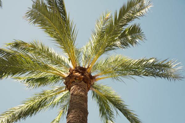 Palm Tree Pruning in Sun City West