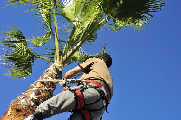 Palm Tree Trimming in Sun City West
