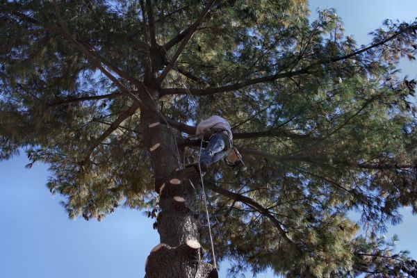 Trimming Service in Sun City West