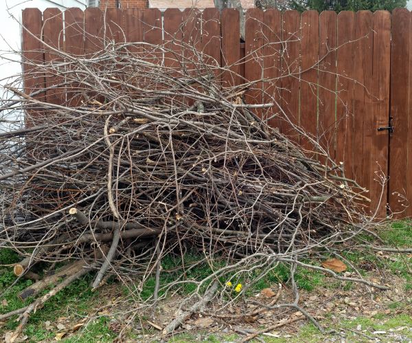 Dead Branch Removal in Sun City West