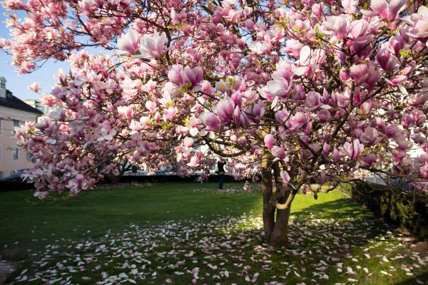Ornamental Tree Pruning in Sun City West