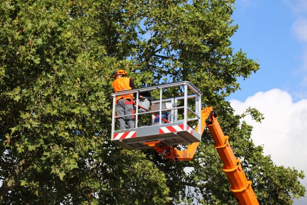 Commercial Tree Service in Sun City West
