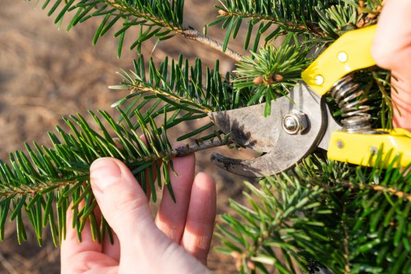 Pine Tree Pruning in Sun City West