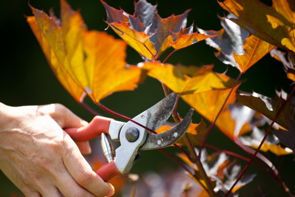 Maple Tree Pruning in Sun City West