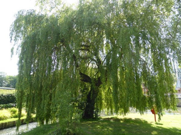 Willow Tree Trimming in Sun City West