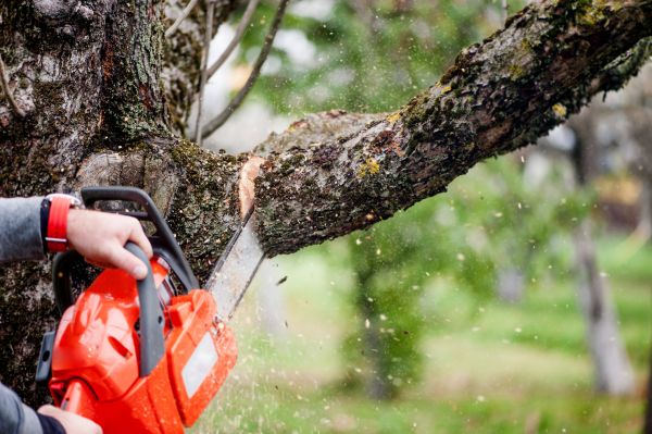 Tree Limbs Removal in Sun City West