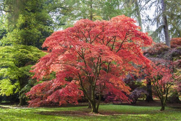 Japanese Maple Pruning in Sun City West