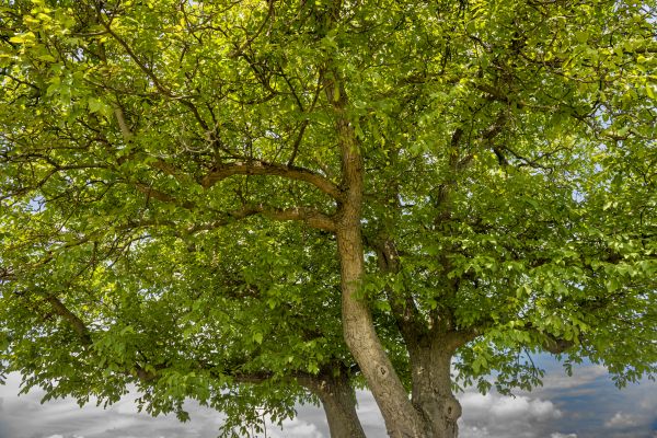 Walnut Tree Trimming in Sun City West