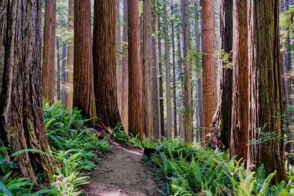 Redwood Tree Trimming in Sun City West