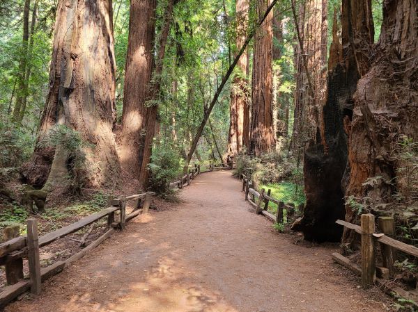 Redwood Tree Pruning in Sun City West