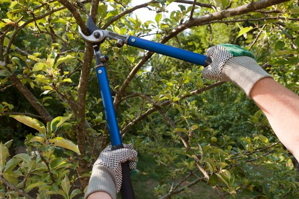 Residential Tree Pruning in Sun City West