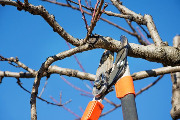 Peach Tree Trimming in Sun City West