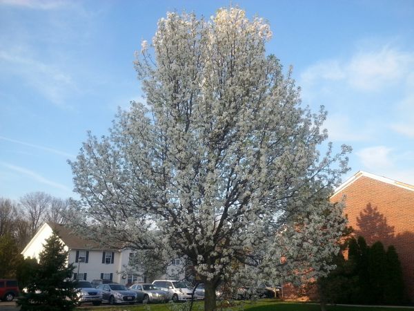 Bradford Pear Tree Pruning in Sun City West