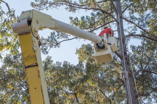 Limbs Trimming in Sun City West