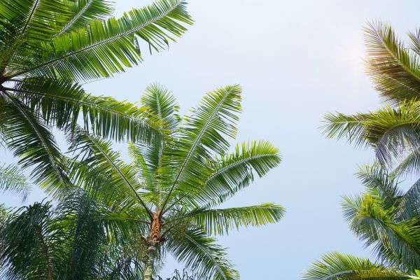 Queen Palm Tree Trimming in Sun City West