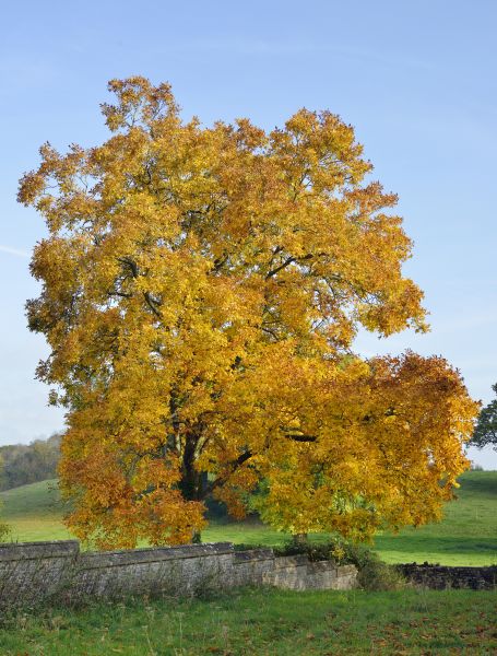 Hickory Tree Trimming in Sun City West