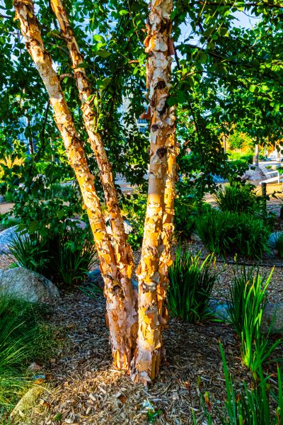 River Birch Trimming in Sun City West