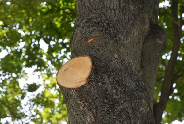 Limb Cutting in Sun City West