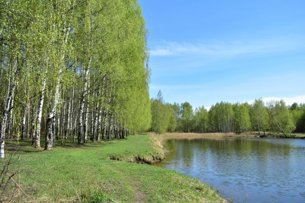 River Birch Pruning in Sun City West