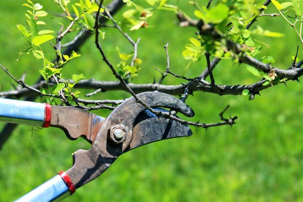 Branches Pruning in Sun City West