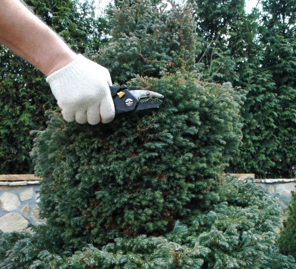 Ornamental Tree Trimming in Sun City West
