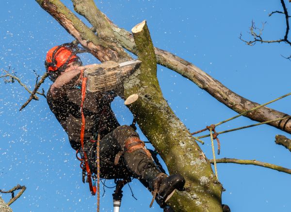 Tree Trimming Service in Sun City West