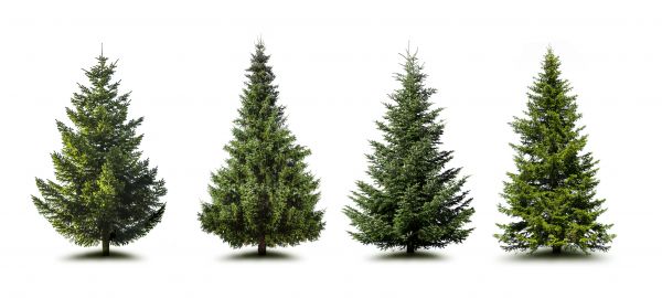 Cost of Pine Tree Trimming in Sun City West