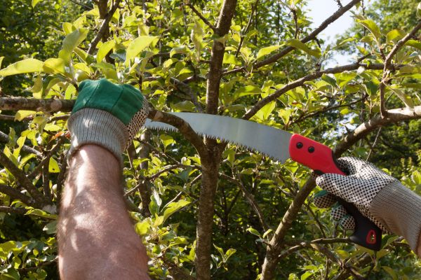 Apple Tree Trimming in Sun City West