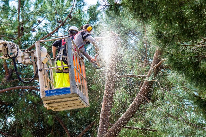 Emergency Tree Trimming