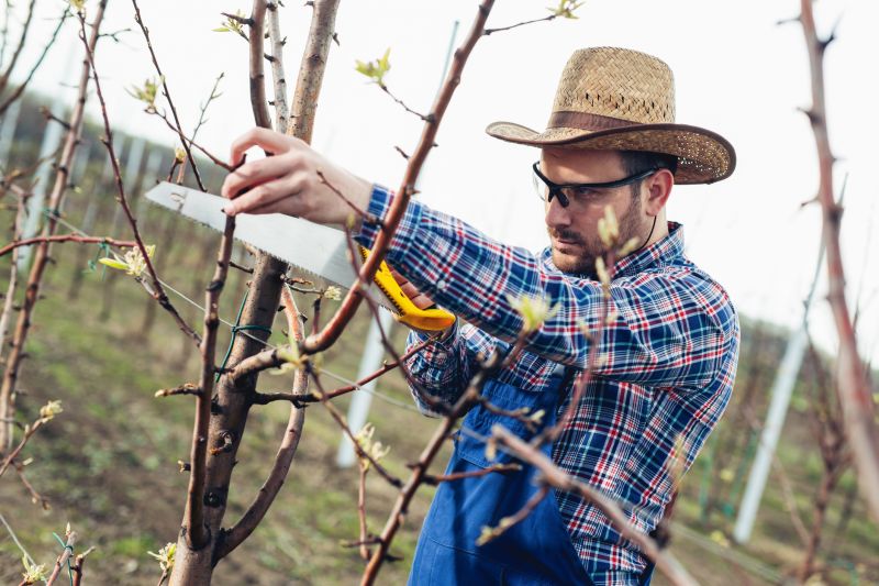 Oak Tree Pruning