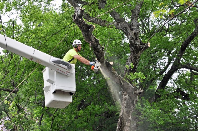 Tree Lopping Service