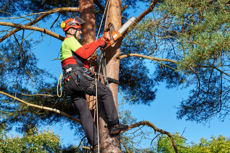 Safety Equipment for Tree Trimming