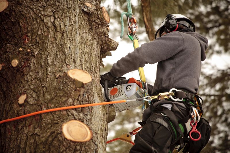 Tree Care Professionals